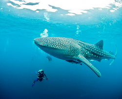A massive, spotted whaleshark with a diver for scale, West Papua, Indonesia